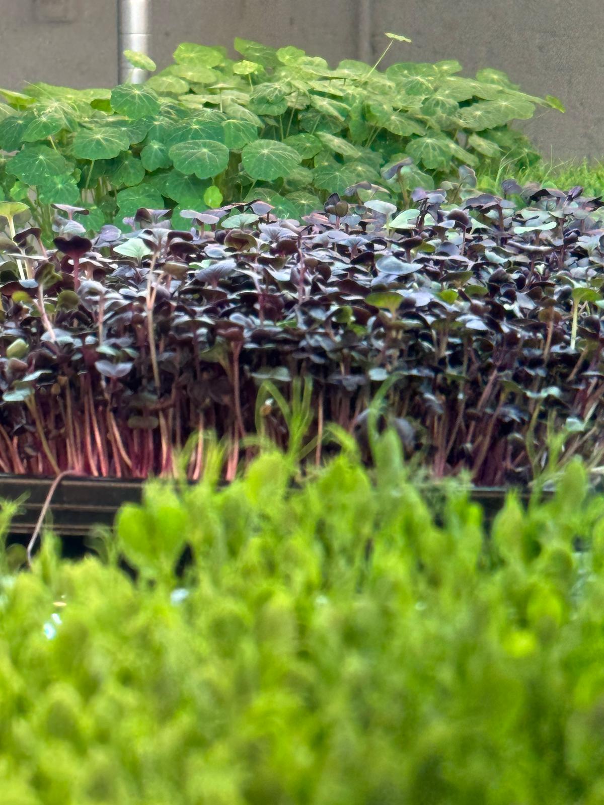 Lebende Microgreens in Schalen